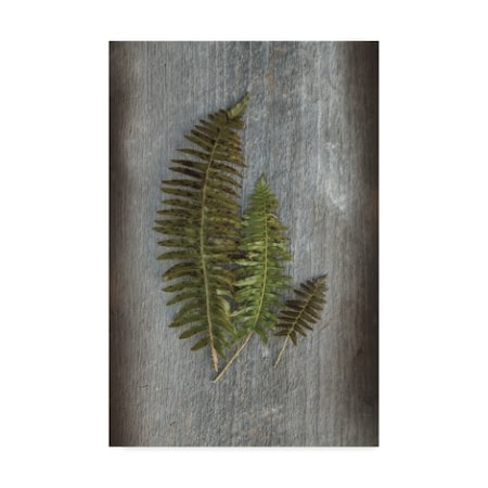 Sue Schlabach 'Woodland Fern Vi' Canvas Art,30x47